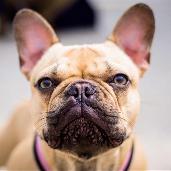 Allergy Alert - Smoke free, pet friendly home! - Picture 5 of 16